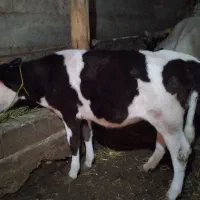 گوساله ماده