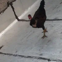 خروس