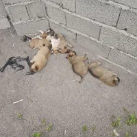 واگذاری سگ محلی توله