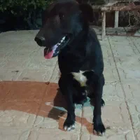 سگ  نگهبان