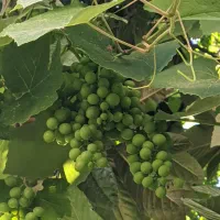 غوره