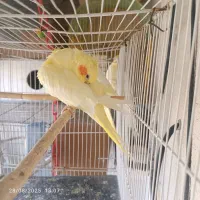 عروس هلندی لوتینیو