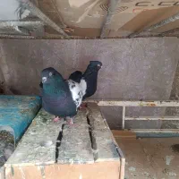 یک جفت کبوتر سینه سیاه
