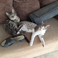 واگذاری رایگان گربه خانگی