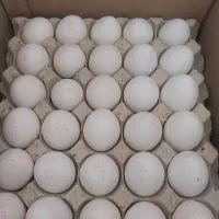 پخش تخم مرغ وخیارشورخسروی با قیمت مناسب
