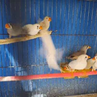 فنچ زبرا بالغ|پرنده|قائمشهر, |دیوار