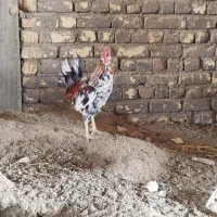 مرغ خروس گلین