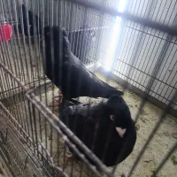 کبوتر سیاه آبادانی