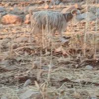بر ه