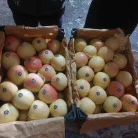 سورت و بسته بندی سیب