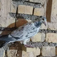 گوره ایی نر|پرنده|مبارکه, |دیوار