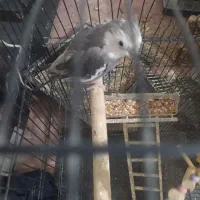 یک جفت عروس هلندی بالغ‌دونه500|پرنده|جوادآباد, |دیوار