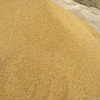 گندم آبی دوروم