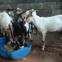 کهره نری چاق چله برای نذوات