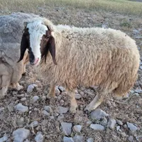 بره و شیشک قربانی|حیوانات مزرعه|کرمانشاه, |دیوار