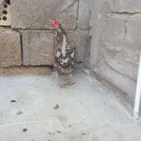 مرغ عربی