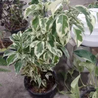 فروش گل|گل و گیاه طبیعی|میناب, |دیوار