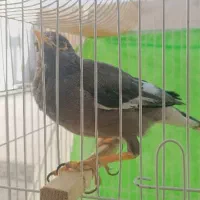 مینا بسیار باهوش و بانمک