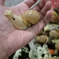 حلزون آلپاچینو