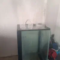 تور زایشگاه  ماهی زنده زا گوپی مولی یا فلاور