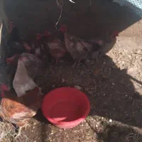 تعداد 10 عدد مرغ تخم گذار موجود است