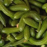 خیار محلی