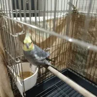 عروس هلندی نر آماده مست