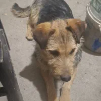 واگذاری سگ پاکوتاه