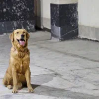 واگذاری سگ گلدن رتریور