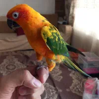 طوطی خورشیدی زیبا