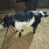 چپش‌چاق‌چاق|حیوانات مزرعه|حمیدیا, |دیوار