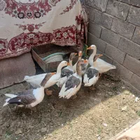 غاز جوان جوجه