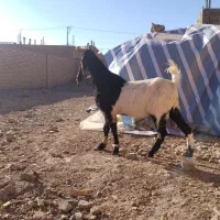 چپش بز بزغاله میش