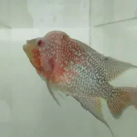 ماهی فلاور هورن|ماهی|بجنورد, |دیوار