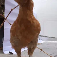 جوجه مرغ و خروس سلطان|حیوانات مزرعه|قم, وادی السلام|دیوار