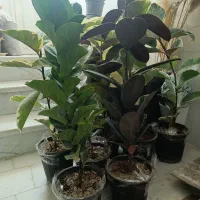 فروش آنلاین گل|گل و گیاه طبیعی|یزد, |دیوار