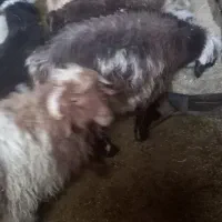 بره نروماده سبک|حیوانات مزرعه|نیر (یزد), |دیوار