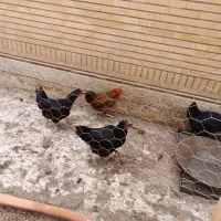 مرغ