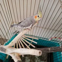 عروس هلندی|پرنده|قم, سید معصوم|دیوار