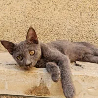 بچه گربه گمشده