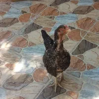 فروش مرغ و خروس لاری|پرنده|جویم, |دیوار