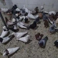 پرنده فروشی