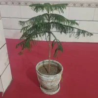 گل آپارتمانی مطبق|گل و گیاه طبیعی|محمدیه-قزوین, |دیوار