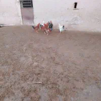 خروس|پرنده|تربت جام, جامرود|دیوار