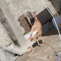 بوقلمون سالم