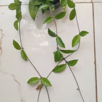تریکالر هویا ،گل طبیعی ،شفلرا،گل کاغذی،گل خاص|گل و گیاه طبیعی|مشهد, حسابی جنوبی (شهرک غرب)|دیوار