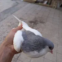 کبوتر شهری