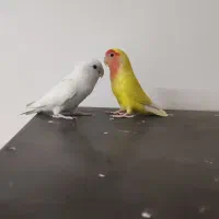 کوتوله برزیلی زرد صورت هلویی ماده