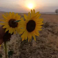 گندم بذری آبی