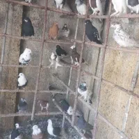 کبوتر رنگی  ویهودی